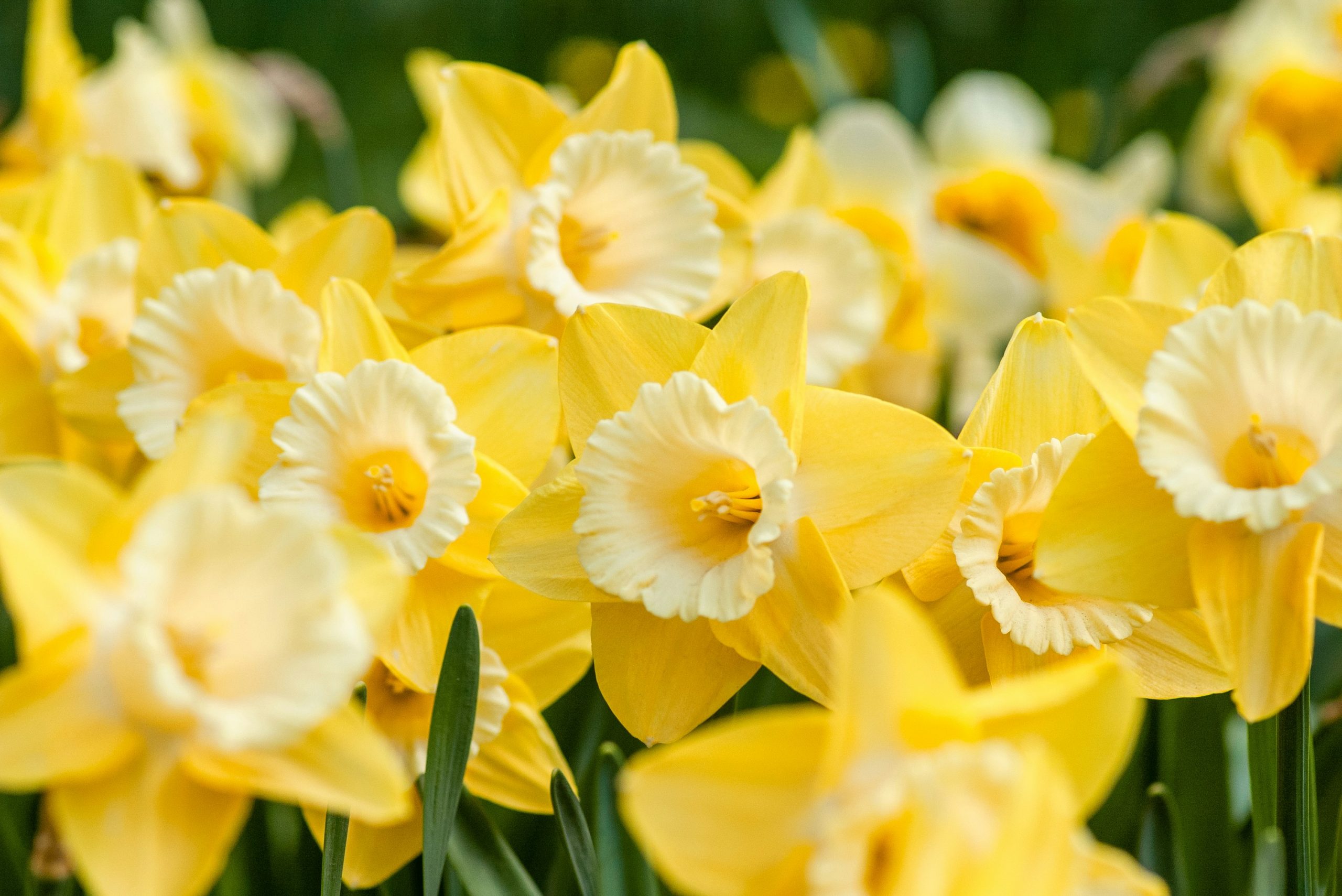 Coping with Grief This Spring - Littles Funeral Service - Glasgow